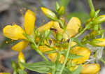 False spotted St. Johnswort